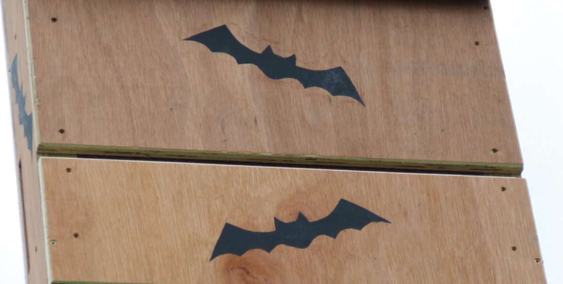 Bat Boxes
