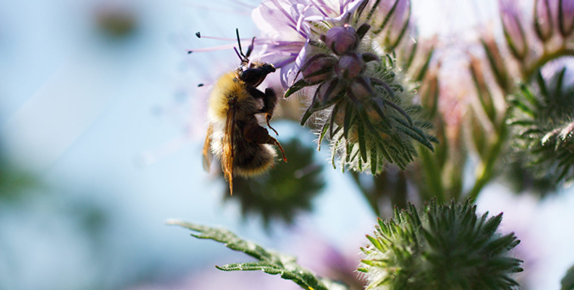 Bee On Wild Flowers