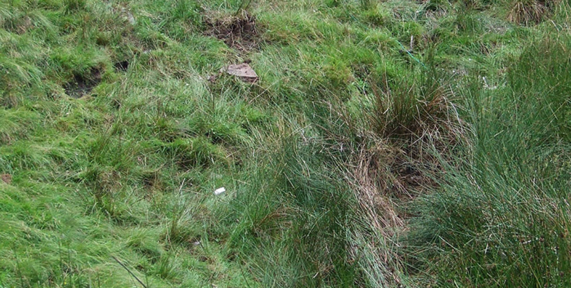 Upland Clean Up